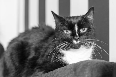 Close-up portrait of a cat at home