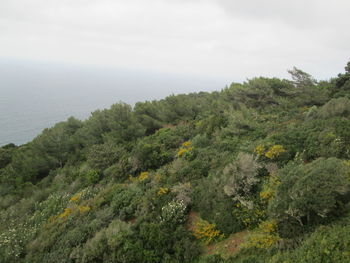 Scenic view of trees against sky