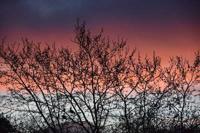 Low angle view of silhouette bare tree against romantic sky