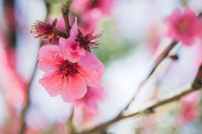 Close-up of pink cherry blossoms