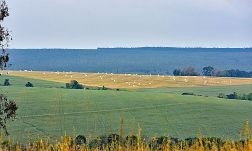 Scenic view of agricultural field against sky