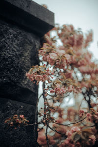 Low angle view of cherry blossoms