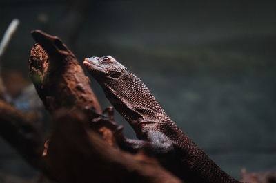 Close-up of lizard