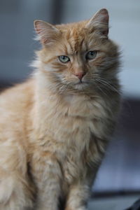 Portrait of cat sitting at home