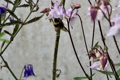 Close-up of bumblebee on pink flower