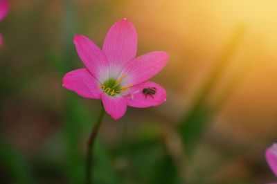 Close-up of pink flower
