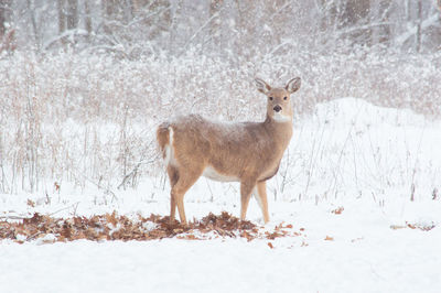 Portrait of deer standing on snow covered field