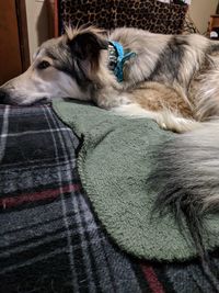 Close-up of dog relaxing on bed at home