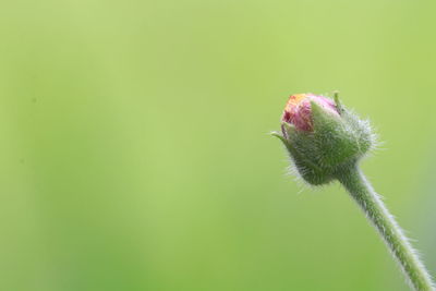 Close-up of small flower bud