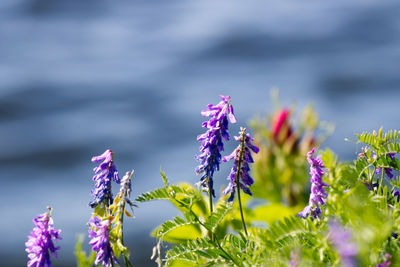 Close-up of purple flowering plants