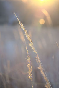 Close-up of snow on field against sky during sunset