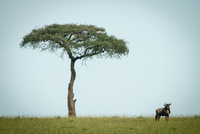 Blue wildebeest stands near tree on horizon