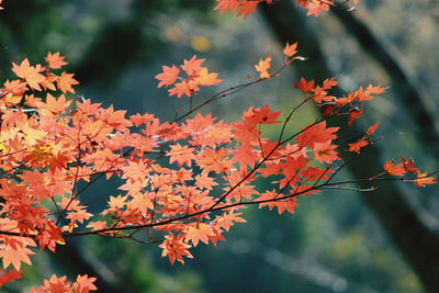 Close-up of maple leaves on tree