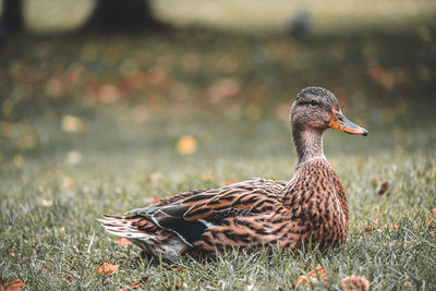 Duck on field