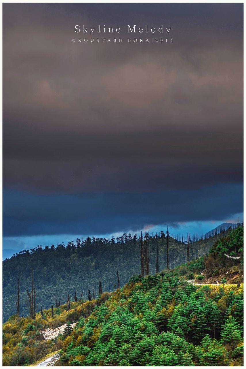 SILHOUETTE OF TREES AGAINST DRAMATIC SKY