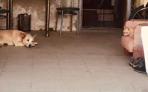 Dog lying down on tiled floor