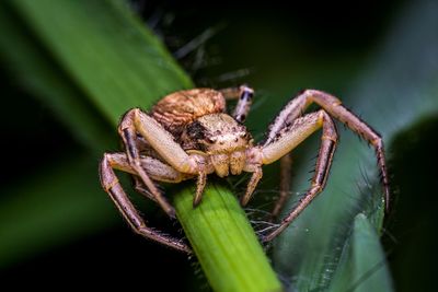 Close-up of spider