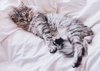 High angle view of cat resting on bed