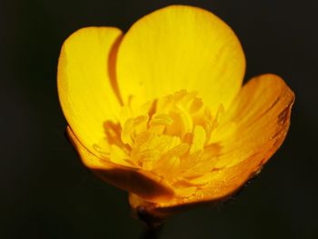 Close-up of flower over black background