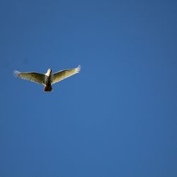 Low angle view of eagle flying against clear blue sky