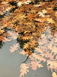 Close-up of maple leaves during autumn