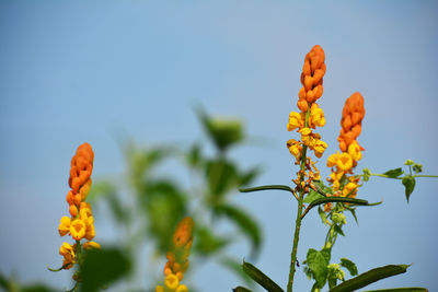 Low angle view of orange flowering plant against sky