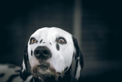 Close-up of dalmatian dog