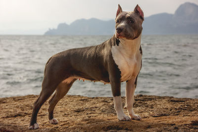 Dog amstaff standing on beach