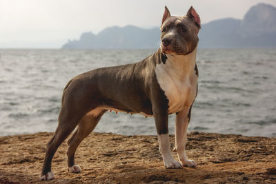 Dog standing on beach