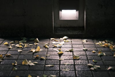 Close-up of dry leaves on street