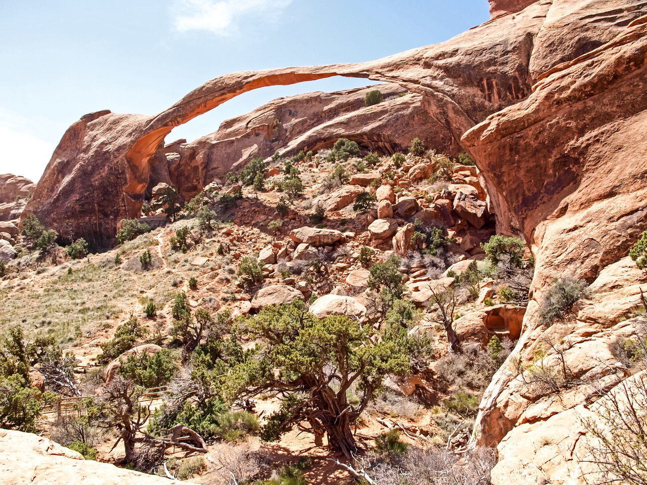 LOW ANGLE VIEW OF PLANTS GROWING ON ROCK AGAINST SKY