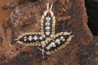 Close-up of caterpillar