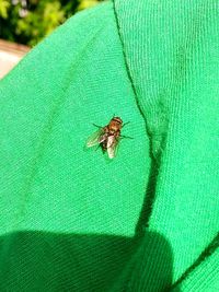 Close-up of insect on leaf