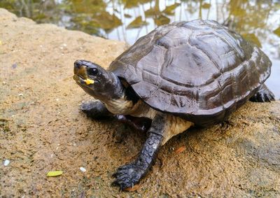 High angle view of tortoise in water