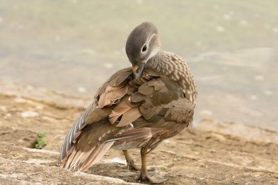 Close-up of duck preening at lakeshore