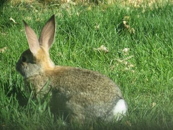 View of a rabbit on field