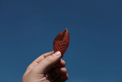 Cropped image of person holding leaf against clear sky