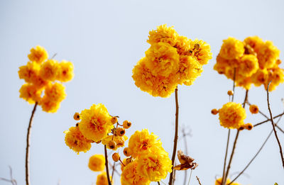 Low angle view of yellow flowering plants against sky