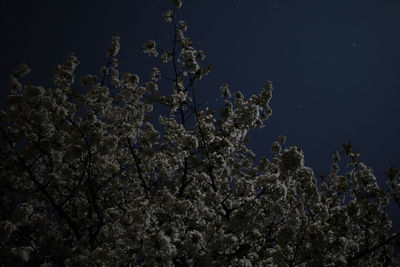 Close-up of plants against sea at night