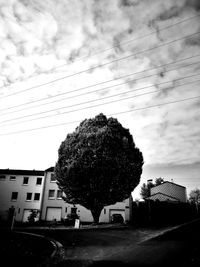 Trees and buildings against sky