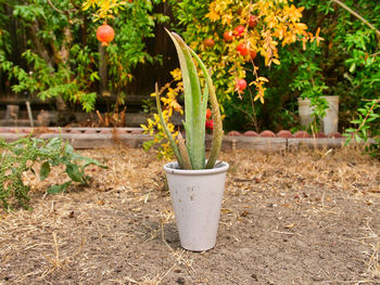 Close-up of potted plant on field