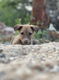 Portrait of dog