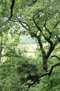 Low angle view of trees