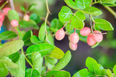 Close-up of fruits growing on plant