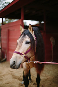 Horse in stable