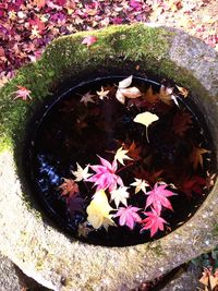 High angle view of flowers floating on water