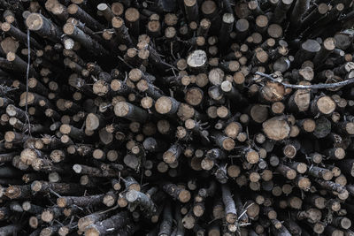 Full frame shot of logs in forest