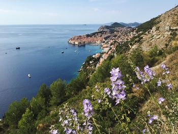 High angle view of flowering plants by sea against sky