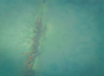 High angle view of swimming underwater