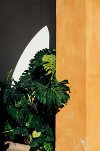 Close-up of potted plant against sunny wall